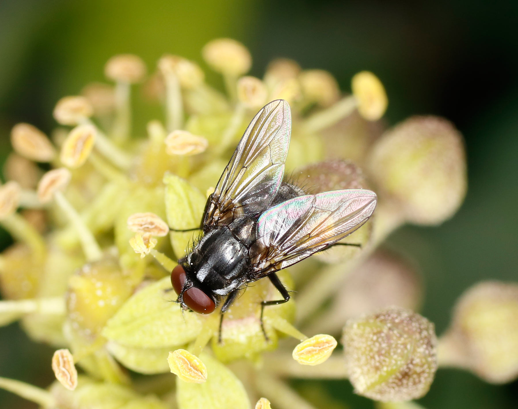 Muscidae: Morellia cfr. hortorum